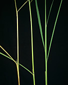 Bakanae disease (Gibberella fujikuroi)