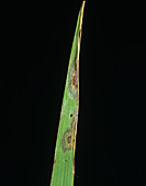 Leaf scald (Gerlachia oryzae)