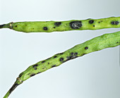 Leaf & pod spot (Alternaria brassicae)