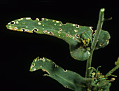 Flea Beetles damage to Oilseed Rape