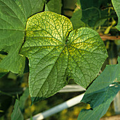 Manganese deficiency on cucumber leaf