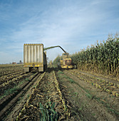 Forage harvesting tall maize crop