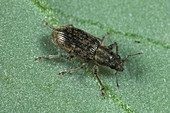 Bean Weevil (Sitona lineatus)