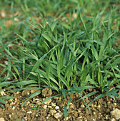 Barley at growth stage 22