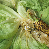 Sclerotinia diseased lettuce
