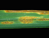 Septoria leaf spot on wheat leaf
