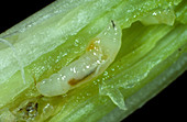 Gout Fly larva in damaged wheat stem