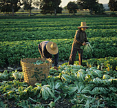 'Women harvesting cabbage,Thailand'