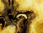 Sweet Potato Weevil larva
