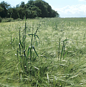 Wild oats flowering in barley crop