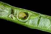 Turnip seed weevil larva