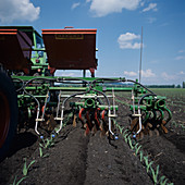 Prototype machine for maize interrow cultivation