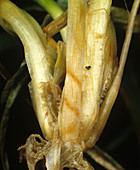 Cereal Fly damage to Wheat 'bulb'