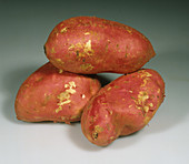 Sweet Potatoes (Ipomoea batatas)