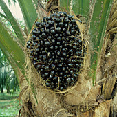 Oil palm with mature fruit before harvesting