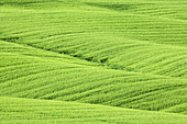 'Wheat Fields,Italy'