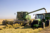 Harvesting Rice Grain