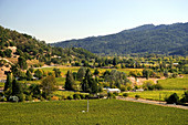 'Valley and Vineyards,Calistoga,California'