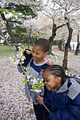Children smelling cherry blossoms