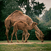 Dromedary Camel with young