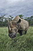 Black Rhinoceros