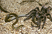 Tarantula Eating Snake