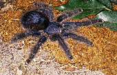 Peruvian Pink-toed Tarantula