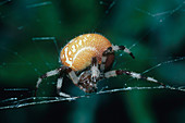 Shamrock Spider