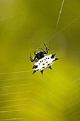 Spiny Orb-weaver Spider