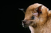 Southern Long-Nosed Bat