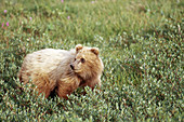 Grizzly Bear Yearling Cub