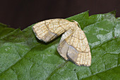 'Filament-bearer looper moth,Nematocampa limbata'