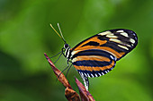 Ismenuis Longwing butterfly