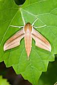 Tersa Sphinx Moth (Xylophanes tersa)