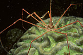 Yellowline Arrow Crab on brain coral