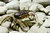Mountain Crab (Gecarcinus ruricola)