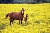 Arabian Mare & Colt