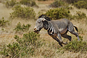 Grevy's Zebra Running