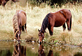'Wild Horses drinking,Chincoteague NWR'