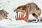 Coyotes at Elk Carcass