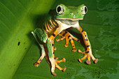 Tiger-striped Leaf Frog