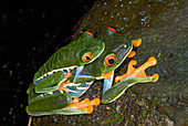 Red-eyed Tree Frogs Mating