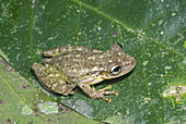 'Narrow-headed treefrog,Scinax cruentomma'