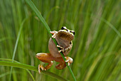 Pacific treefrog on iris leaves