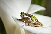 Pacific treefrog on Calla lily