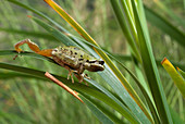 Pacific treefrog on iris leaves