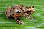 Common Nursery Frog