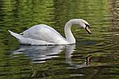 Mute Swan