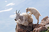 Mountain Goat kid with mother