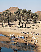 Camels and Goats at a Waterhole